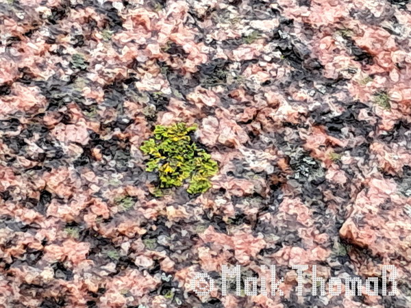 Moos auf Findling Elmenhorst Strand 02.11.2025