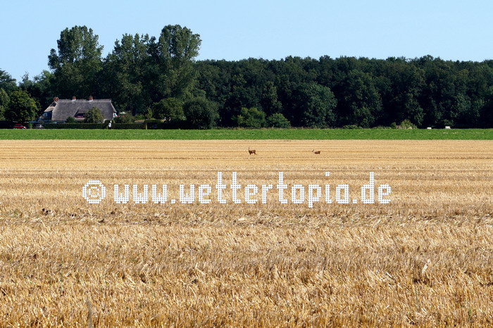 Rehe auf geernteten Getreidefeld im Juli 2024